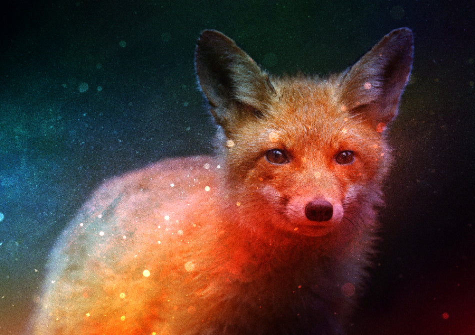 Artwork of a British red fox in warm foxfire colours, inspired by folklore, symbolism and wildlife behaviour. Created by artist Stephen Holder.