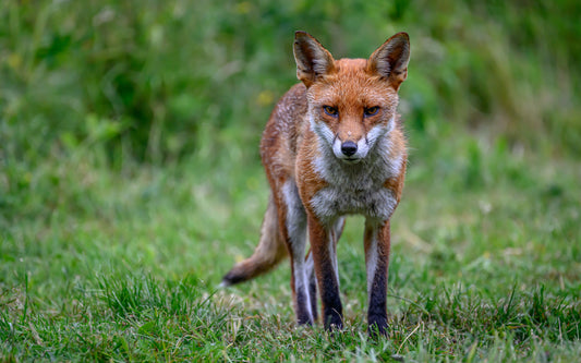 The Cunning Guardians: Foxes in British Folklore and Ecology