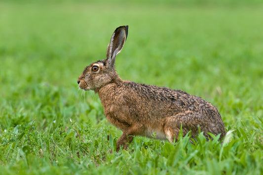 Boundless Beauty: The Enchantment of Hares in Britain