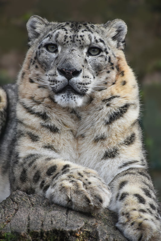 The Elusive Majesty of the Snow Leopard