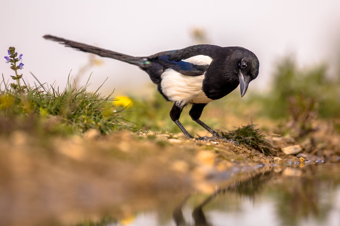 The Enigmatic Magpie: Symbolism and Folklore in Britain