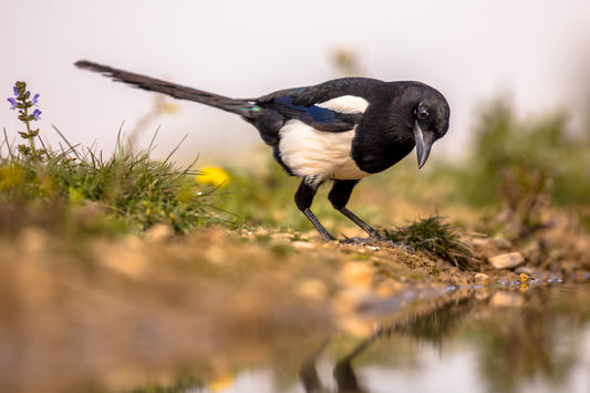 The Enigmatic Magpie: Symbolism and Folklore in Britain