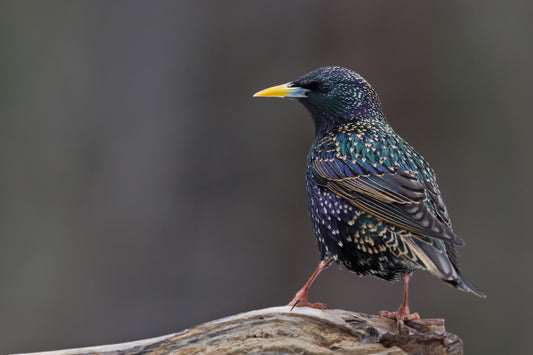 The Starling Symphony: A Daily Delight in British Gardens