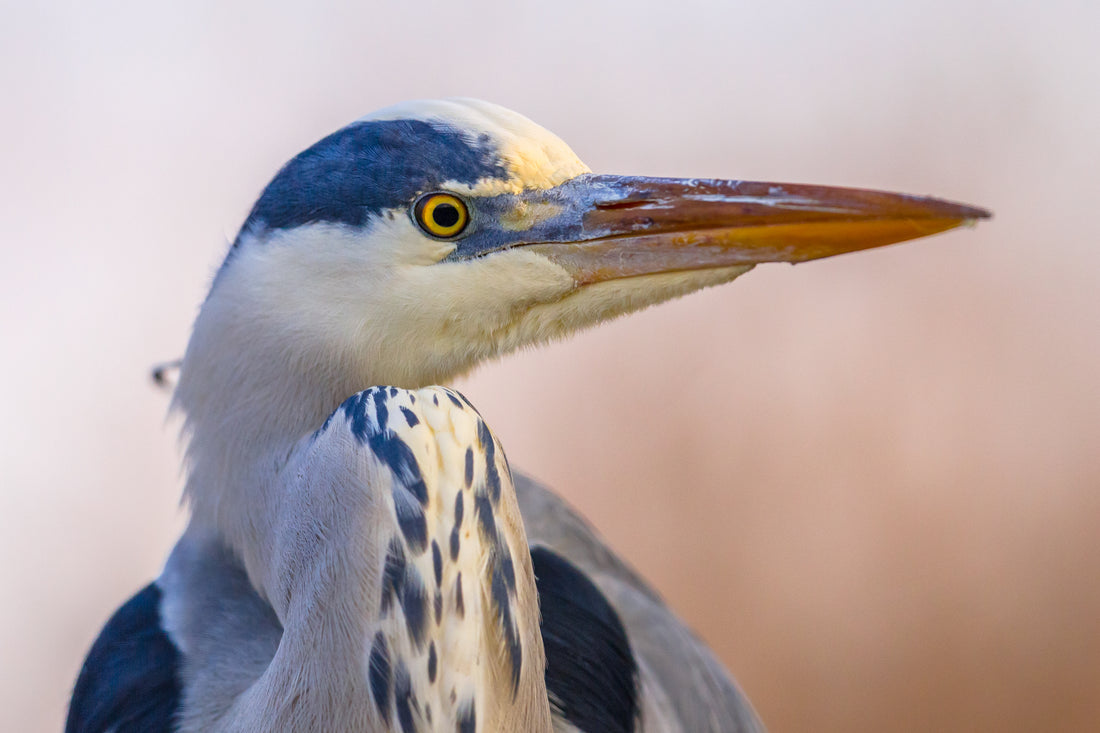 The Heron: Guardian of Ecosystems