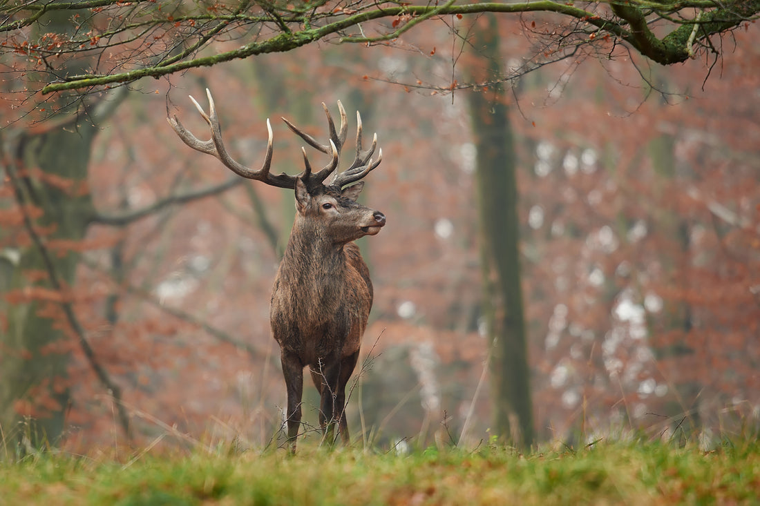 Red Deer - A Charismatic Symbol of British Wildlife