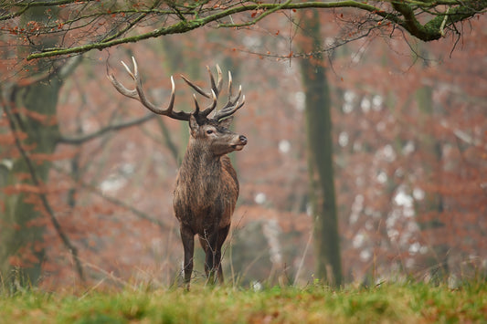 Red Deer - A Charismatic Symbol of British Wildlife