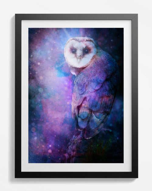 Barn Owl US
