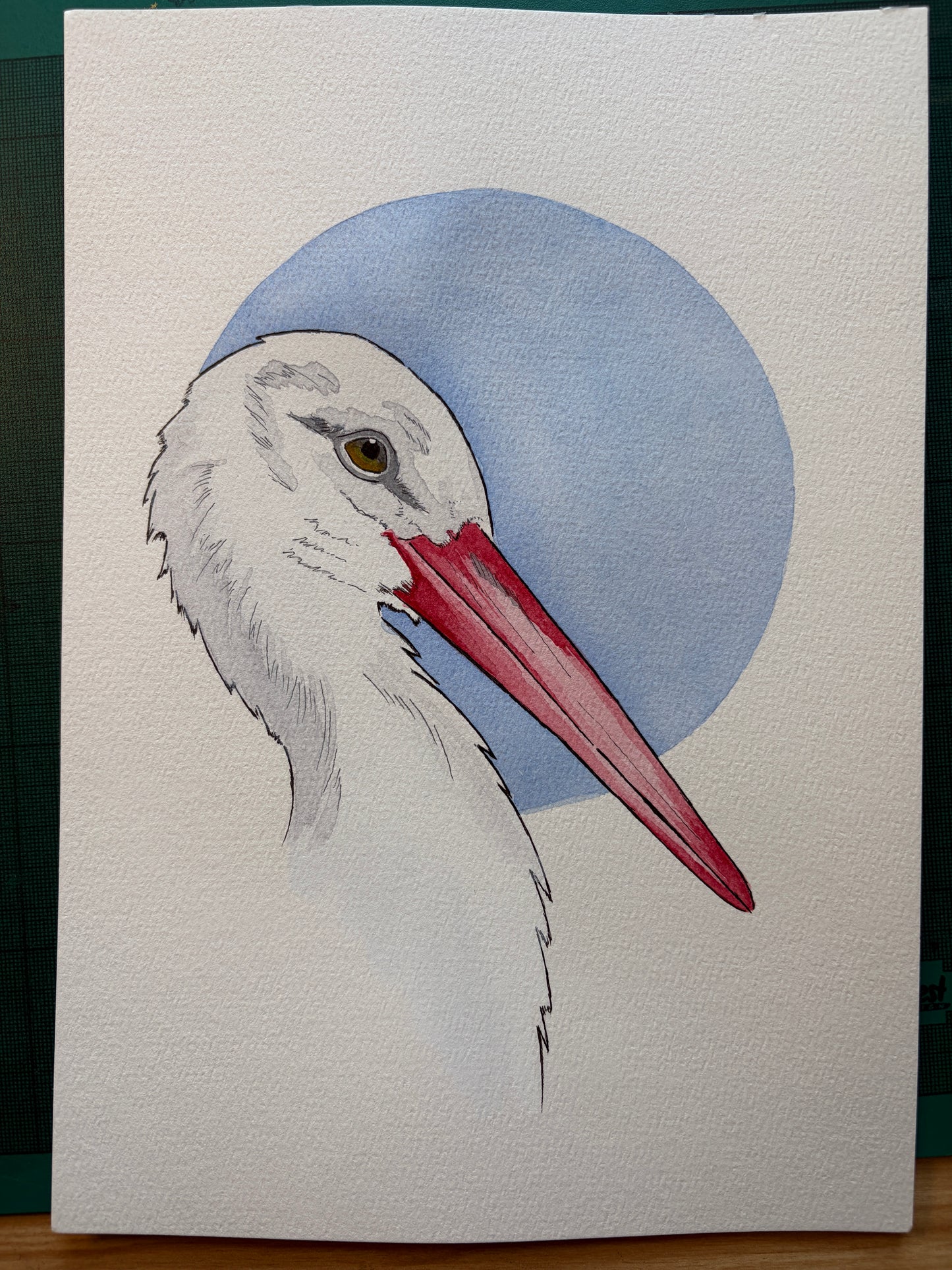 White Stork